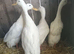 Quartet of white runner ducks