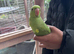 Indian Ringnecks Proven pair 2 clutches every year