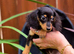Miniature Dachshund Puppies