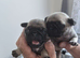 Pug puppies