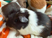 Baby guinea pigs available