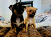 Chihuahua puppy's for sale