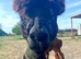 2 castrated male alpaca
