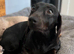 Pure black miniature Dachshund