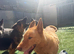Female German shepherd