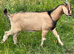 Intact male goat kid