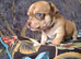 CHIHUAHUA 2 BOYS