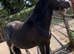 Our Timmy.Gorgeous Cuddly Black Colt