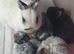 SOLD Beautiful Netherland Dwarf Buns Born 29th January