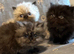Persian Kittens