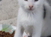 Male white kitten with black ears & tail