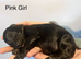 Lassie/Border Collie X Miniature Poodle