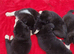 American Akita Chunky Bears