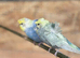 Rainbow helicopter budgie pair