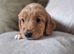 7 adorable Sprocker Puppies
