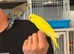 Super Hand tame baby budgies