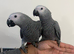Stunning Hand Raise lovely Tame African Grey Parrot,28