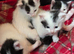 4 female kittens ready 3rd july