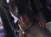 Lovely puppies for rehoming