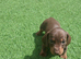 Miniature Dashund