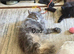 Mainecoon x