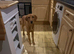 Perfect pet part trained 10 month old male