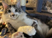 2 Maine coons needing a home