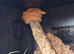 Super dwarf Reticulated python