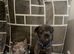 Dwkc fluffy French bulldogs