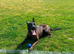 German X Dutch Shepherd puppies