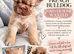 FLUFFY FRENCH BULLDOG - FOREVER HOME WANTED
