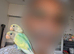 Beautiful Baby Love Birds