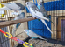 5 lovely budgies for sale