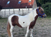 Yearling Mini Filly