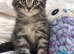 Bengal Maine coon mix kitten!