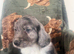 ️ beautiful cocker spaniel puppy&rsquo;s for sale ️