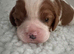 cavalier king charles puppies