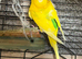 Budgies and cage