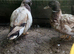 4 call ducks