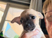 4 girl chihuahua  pups
