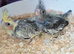 Juvenile Cockatiels to be Hand Tamed