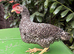 Striking Olive Egger Cockerel - Ultimate Rainbow Basket Sire!