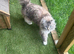 GCCF Registered Ragdoll Kittens