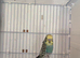 Young Budgies