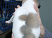 3/4 chihuahua,s