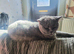 British Shorthair Female Fixed Sappho.