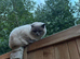 Cat for rehome