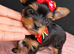 Beautiful Yorkies