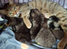 Persian Cross Kittens for Sale
