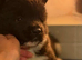 AKITA PUPS FROM KC REG REG PARENTS.
